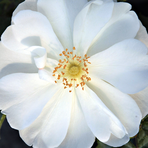 Web trgovina ruža - pokrivači tla - bijela  - Rosa  White Flower Carpet - intenzivan miris ruže - Werner Noack - -